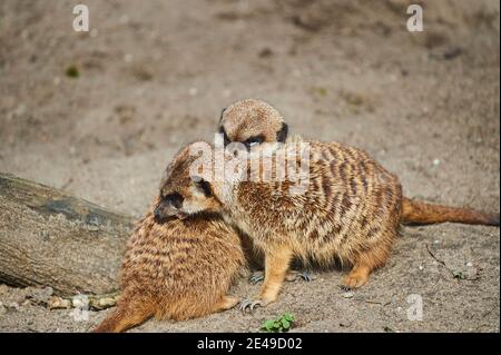 Zwei Erdmännchen (Suricata suricatta), die miteinander kuscheln, Deutschland Stockfoto