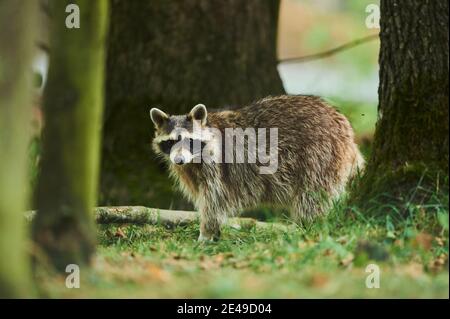 Waschbär, Procyon lotor, Wandern, Kamera schauen, Bayern, Deutschland, Europa Stockfoto