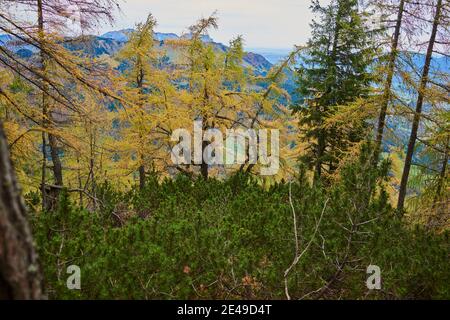 Herbstlicher Lärchenwald (Larix lyallii) auf dem Wanderweg zum Kleinen Göll, Salzburger Land, Nationalpark Berchtesgaden, Salzburg, Österreich Stockfoto