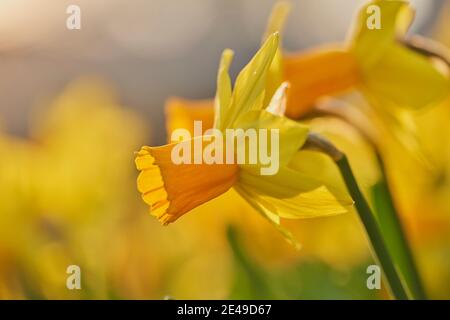 Narzissen oder Narzissen (Narcissus pseudonarcissus), Nordrhein-Westfalen, Deutschland, Europa Stockfoto
