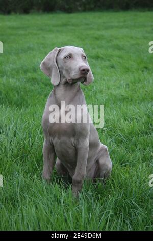 Oban Der Weimaraner Stockfoto