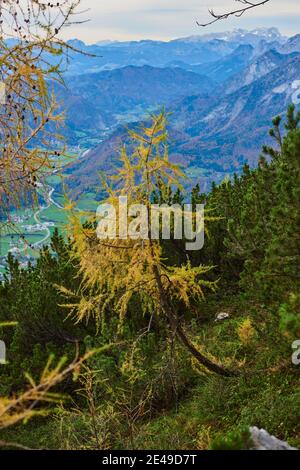 Herbstlicher Lärchenwald (Larix lyallii) auf dem Wanderweg zum Kleinen Göll, Salzburger Land, Nationalpark Berchtesgaden, Salzburg, Österreich Stockfoto