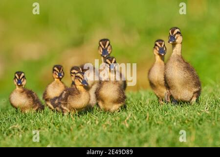 Mallard (Anas platyrhynchos), Entlein watscheln im Gras, Portrait, Bayern, Deutschland, Europa Stockfoto