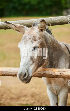 Afrikanischer Esel (Equus africanus asinus) schaut durch einen Holzzaun, Deutschland, Bayern, Deutschland Stockfoto