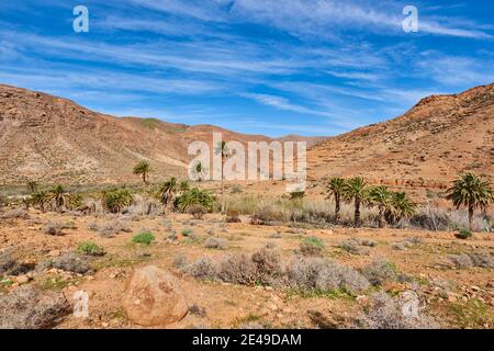 Kanarische Dattelpalme (Phoenix canariensis) in karger Berglandschaft, Barranco de las Peñitas, Parque Rural de Betancuria, Fuerteventura, Kanarische Inseln, Spanien Stockfoto