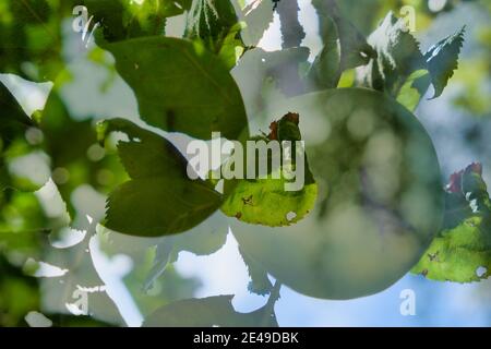 Abstract: Doppelbelichtung von grünem Apfel, der in einem englischen Garten am Baum hängt Stockfoto