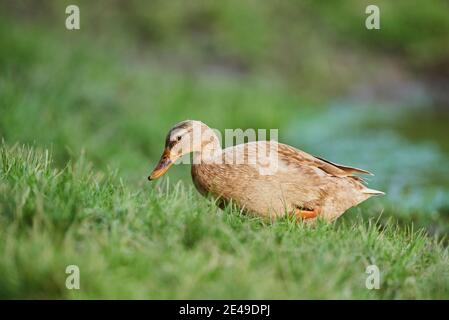 Mallard (Anas platyrhynchos), weiblich, geht an den Ufern der Donau, Bayern, Deutschland, Europa Stockfoto