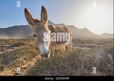 Afrikanischer Esel (Equus africanus asinus) in karger Landschaft, Playa de Cofete, Fuerteventura, Kanarische Inseln, Spanien Stockfoto