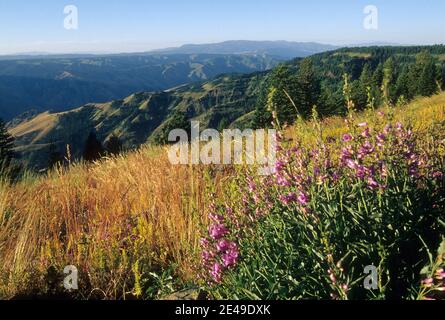 Hells Canyon mit Blick auf den Blick, Hells Canyon National Recreation Area, Hells Canyon National Scenic Byway, Oregon Stockfoto