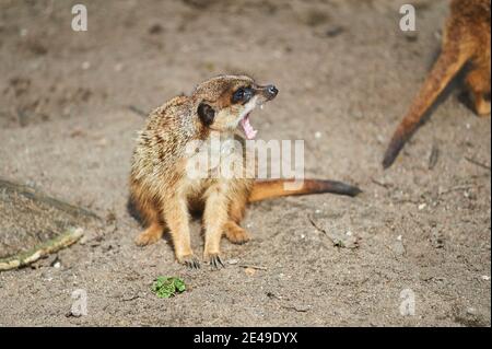 Erdmännchen (Suricata suricatta), gähnend, seitlich, Deutschland Stockfoto