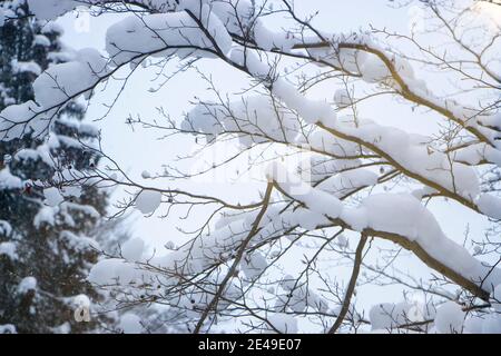 Schnee auf den Ästen. Schöner Wintertag im Wald. Stockfoto