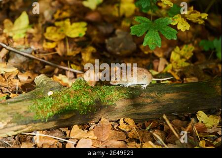 Holzmaus (Apodemus sylvaticus), auf gefallener Ast zwischen Herbstblättern, Bayern, Deutschland, Europa Stockfoto