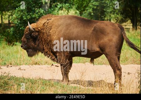 Europäischer Bison (Bison bonasus), steht seitlich in einer Wiese, Bayern, Deutschland, Europa Stockfoto