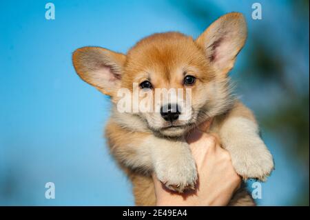 Niedlicher Corgi-Welpe in Menschenhand gegen das sonnige Blau Himmel Hintergrund Stockfoto