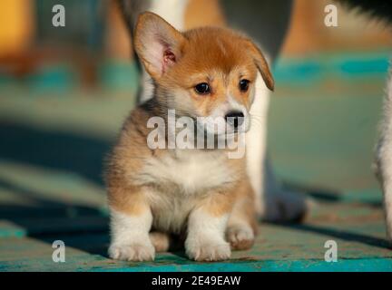 Niedliche Baby Corgi Nahaufnahme, sitzen im Freien Stockfoto