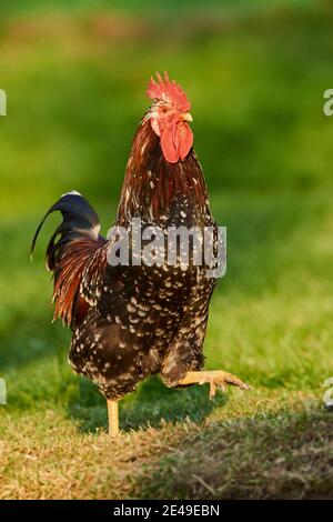 Huhn (Gallus gallus domesticus), Hahn auf einer Wiese, Bayern, Deutschland Stockfoto