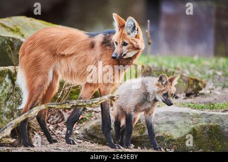 Mähne Wolf (Chrysocyon brachyurus), Mutant mit seiner jungen, Deutschland Stockfoto