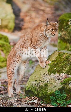 Europäischer Luchs (Luchs Luchs) steigt auf einem Felsen, gefangen, Bayern, Deutschland Stockfoto