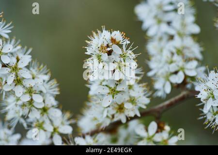 Schlehdornblüte (Prunus spinosa), Bayern, Deutschland, Europa Stockfoto