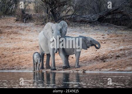 Elefantenfamilie mit Baby steht am Ufer des Okavango Flusses im Bwabwata Nationalpark, Namibia, Afrika, Kalb, Stier und Kuh Trinkwasser Stockfoto