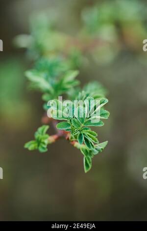 Hundrose (Rosa canina), Hagebutten, Treibe, Bayern, Deutschland Stockfoto