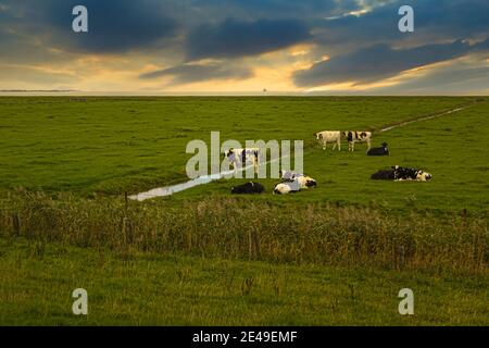 Eine Gruppe Kühe grast auf den Salzwiesen der Nordsee. Ein schöner Blick über die Landschaft mit einem stimmungsvollen Himmel. Stockfoto