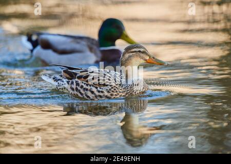 Stockente (Anas platyrhynchos) am Donauufer, weiblich, Bayern, Deutschland, Europa Stockfoto