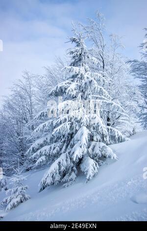 Schöner Weihnachtsbaum mit einer dicken Schneeschicht bedeckt. Weihnachtsbaum wächst auf einem Hang hoch in den Bergen. Winterlandschaft. Stockfoto