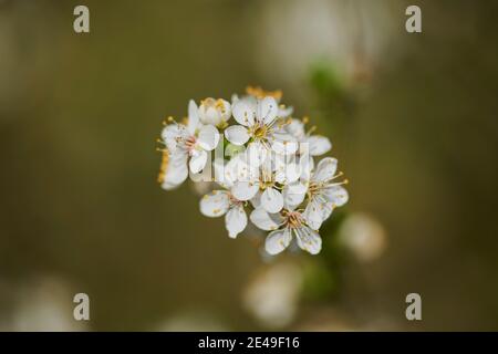 Schlehe (Prunus spinosa), Bayern, Deutschland Stockfoto