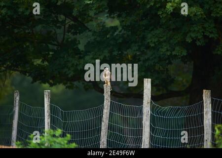 Bussard (Buteo buteo) auf einem Zaun sitzend, Franken, Bayern, Deutschland, Europa Stockfoto