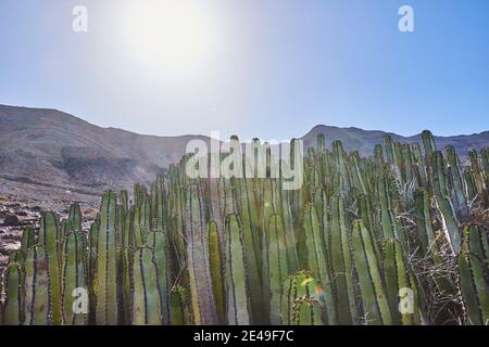 Canary Spurge (Euphorbia canariensis) bei Cofete, Fuerteventura, Kanarische Inseln, Spanien Stockfoto