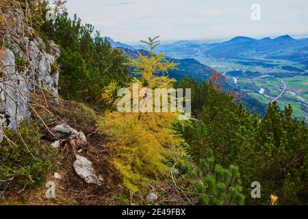 Herbstlicher Lärchenwald (Larix lyallii) auf dem Wanderweg zum Kleinen Göll, Salzburger Land, Nationalpark Berchtesgaden, Salzburg, Österreich Stockfoto