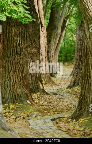 Inselpark Erholungsgebiet, Zitteraspen (Populus tremula), Allee, Herbst, Regensburg, Bayern, Deutschland Stockfoto