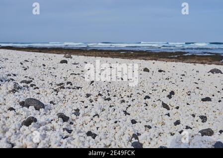 Popcorn Beach Beach, Corralejo, Fuerteventura, Kanarische Inseln, Spanien Stockfoto