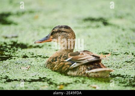 Mallard (Anas platyrhynchos), Weibchen schwimmt im Wasser, Bayern, Deutschland Stockfoto