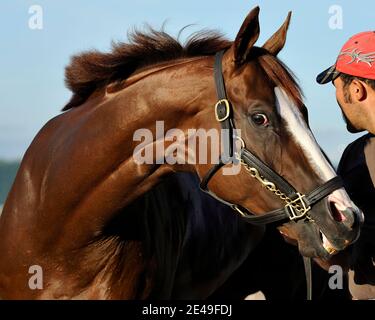 Ein lächelndes Pferd ging zum Fahrerlager in Emerald Downs, Auburn, WA Stockfoto