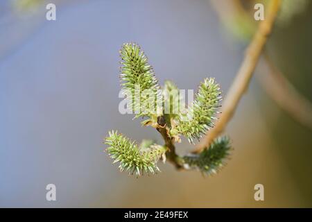 Gebrochene Weide (Salix fragilis), Kätzchen, Bayern, Deutschland Stockfoto