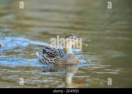 Stockente (Anas platyrhynchos) am Donauufer, weiblich, Bayern, Deutschland, Europa Stockfoto