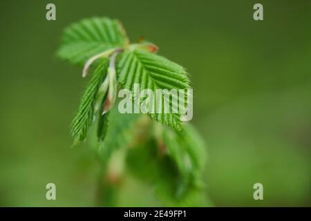 Hainbuche, Hainbuche (Carpinus betulus), junge Blätter. Shoots, Bayern, Deutschland Stockfoto