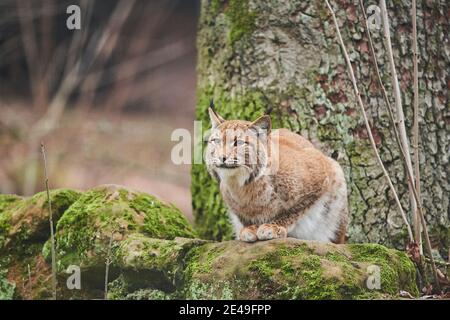 Europäischer Luchs (Lynx Luchs) liegt auf Felsen, gefangen, Bayern, Deutschland Stockfoto