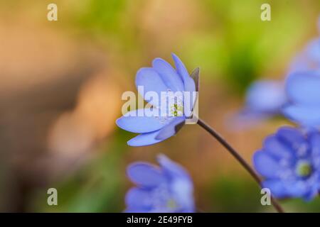 Leberblümchen (Anemone hepatica), blühend, Bayern, Deutschland Stockfoto