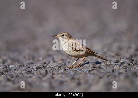 Dunnock (Prunella modularis) sitzt seitlich am Boden, Fuerteventura, Kanarische Inseln, Spanien, Europa Stockfoto