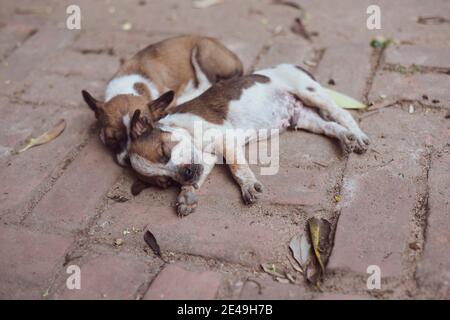 Zwei niedliche gefleckte Welpen lagen zusammen auf Bürgersteig schlafen Stockfoto