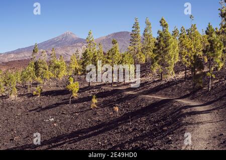 Gewundener Bergweg mit langen Baumschatten blicken auf den Vulkan Stockfoto