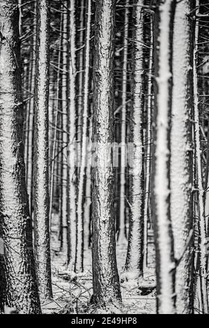 Schneebedeckte Pinien im Winter, Mackworth Island, Falmouth, Maine Stockfoto