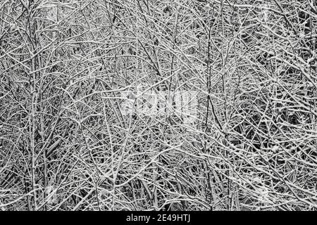Abstrakt schwarz und weiß von schneebedeckten Gewirr von Ästen, Maine Stockfoto