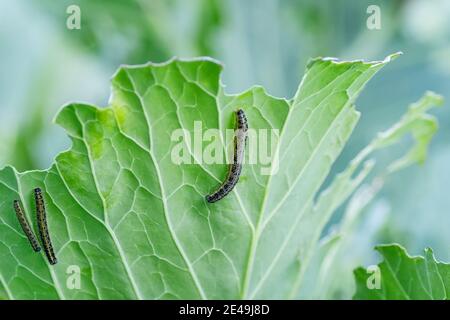 Die Raupen der Kohlschmetterlingslarven fressen die Blätter des Weißkohls. Schädlinge in Gartengrundstücken. Selektiver Fokus. Nahaufnahme. Stockfoto