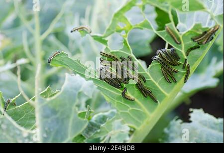 Die Raupen der Kohlschmetterlingslarven fressen die Blätter des Weißkohls. Schädlinge in Gartengrundstücken. Selektiver Fokus. Nahaufnahme. Stockfoto