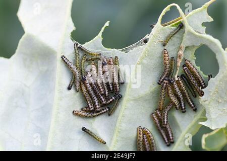 Die Raupen der Kohlschmetterlingslarven fressen die Blätter des Weißkohls. Schädlinge in Gartengrundstücken. Selektiver Fokus. Nahaufnahme. Stockfoto