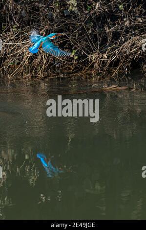 Weibliche Eisvogel, alcedo atthis, Jagd und Tauchen im Wasser für Fische Stockfoto